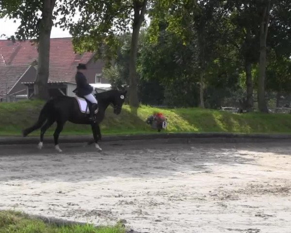 dressage horse Dark Pearl 8 (Westphalian, 2007, from Del Cento)