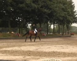 dressage horse Fandango 222 (Westphalian, 2004, from Farewell III)