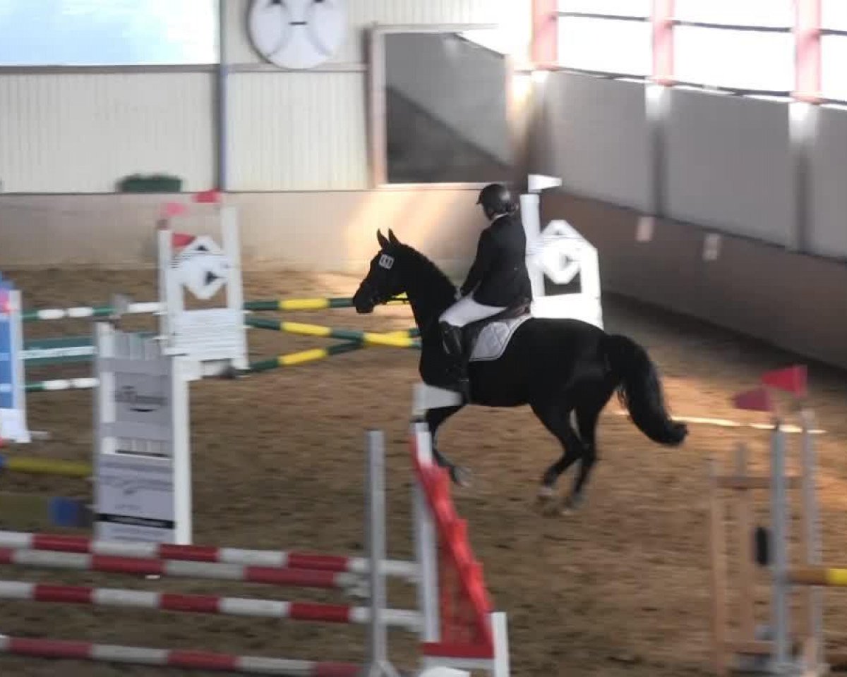 jumper Rioja 15 (Westphalian, 2001, from Rohdiamant)