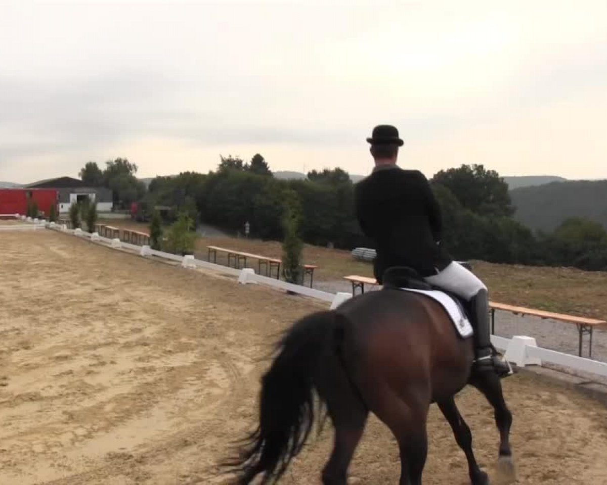 dressage horse Lessandro R (Westphalian, 2004, from Lanciano)