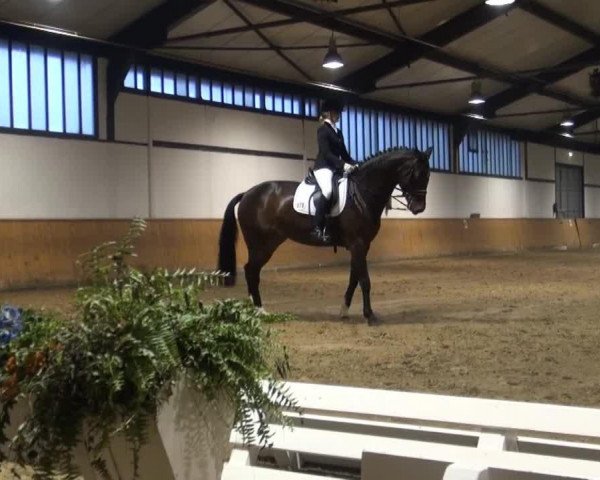 dressage horse Carla Caramba (Westphalian, 2004, from Collin L)