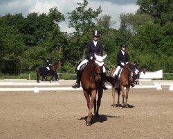 dressage horse Ferro 170 (Westphalian, 2002, from Fidermark)