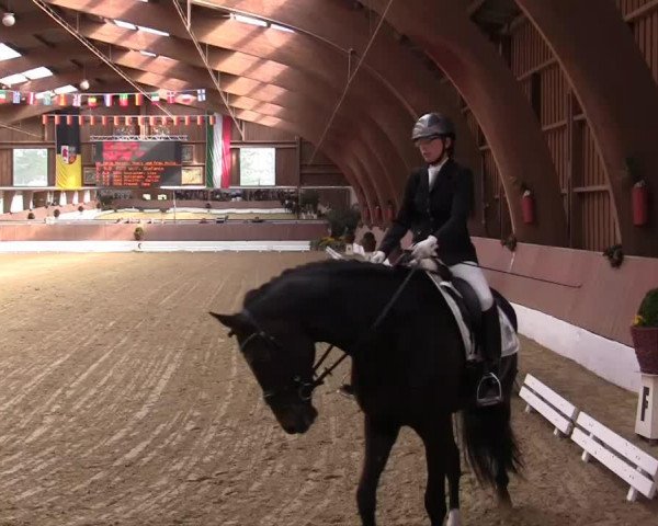 stallion Dynamik Star AT (German Riding Pony, 2008, from Dressman)