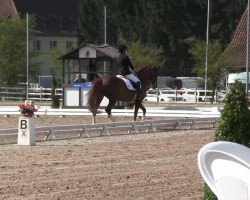 dressage horse Belle Aire (Westphalian, 2004, from Belissimo NRW)