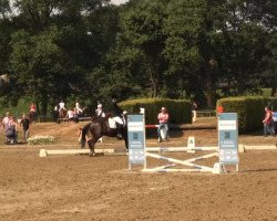 dressage horse Financial Times As (Westphalian, 2008, from Floresco NRW)