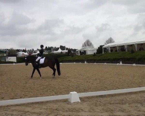 dressage horse Charming Boy 50 (German Riding Pony, 2004, from FS Champion de Luxe)
