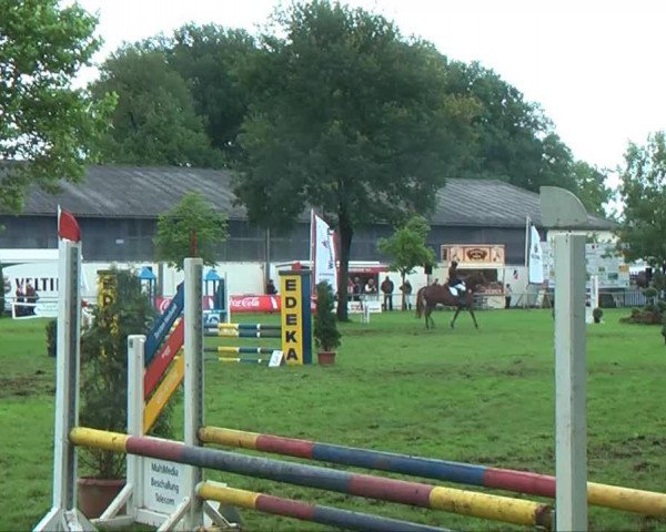 Springpferd No Name 37 (Deutsches Reitpony, 2004, von Villeneuve I)