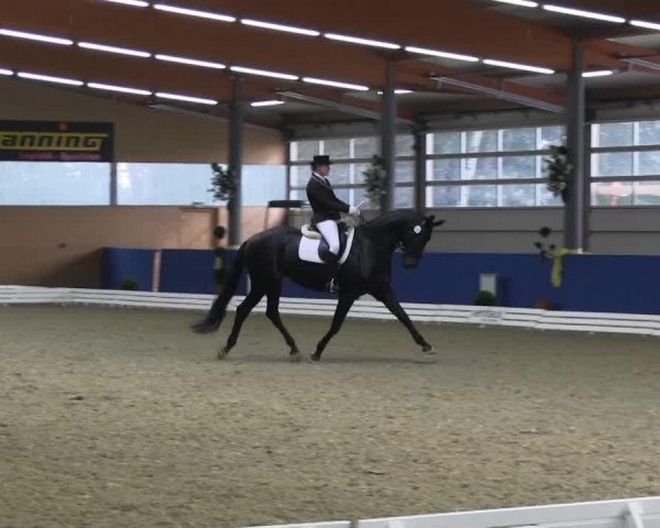 dressage horse Fiorina H (Westphalian, 2005, from Fürst Heinrich)