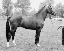 Deckhengst Zeppelin (KWPN (Niederländisches Warmblut), 1981, von Saluut)