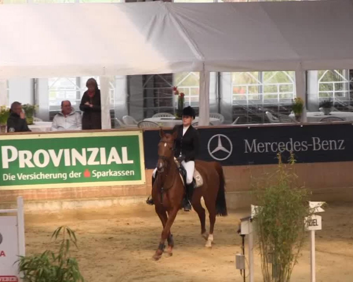 broodmare Laura Stern (Westphalian, 2002, from Laurentianer)