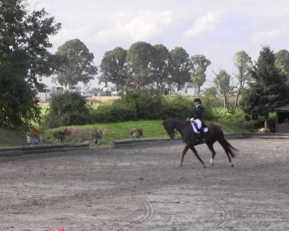 dressage horse Florenciamera L (Westphalian, 2006, from Florencio I)