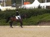 dressage horse Lines 52 (Westphalian, 2005, from Levados)