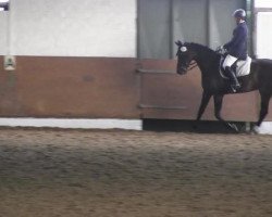 dressage horse Susi Sunshine (Westphalian, 2006, from Show Star)