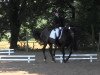 dressage horse Lotta (Westphalian, 2002, from Dynast)