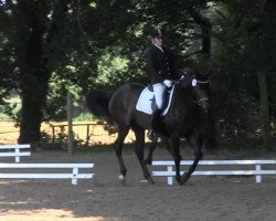 dressage horse Lotta (Westphalian, 2002, from Dynast)