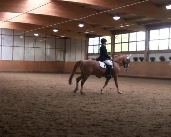 dressage horse Gerne Gross M (German Riding Pony, 2004, from Golden Game Boy)