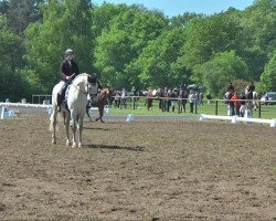 broodmare Paula (German Riding Pony, 2002, from Pernod)