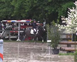 dressage horse No Angel (German Riding Pony, 2005, from Notre Beau)