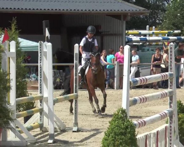 jumper Vicky (German Riding Pony, 2004, from Versace R)