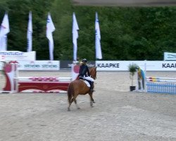 Springpferd Pino Pirol (Deutsches Reitpony, 2003, von Top Pepino)