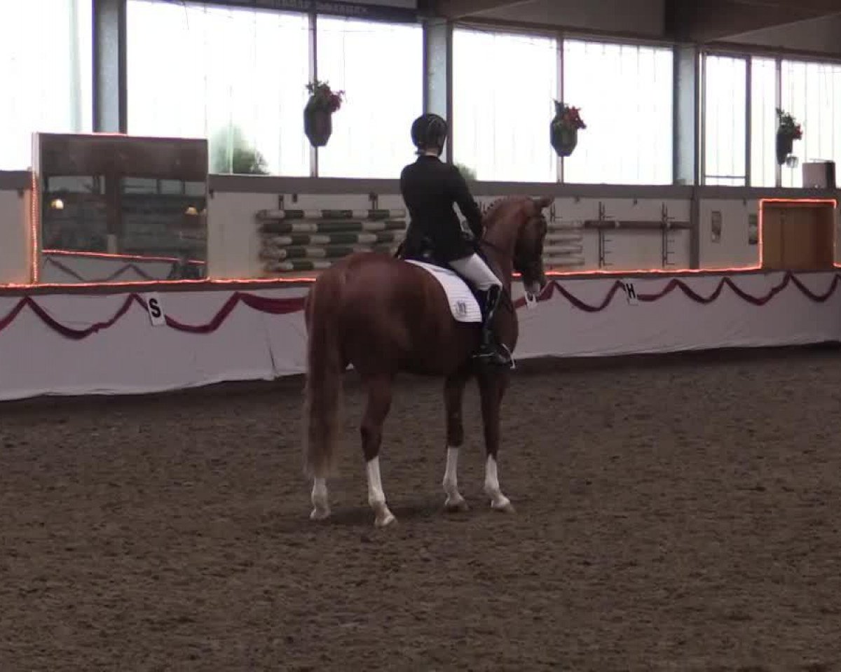Zuchtstute Dablina (Westfale, 2007, von Dream On)