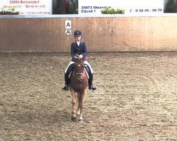 dressage horse Haribo 49 (German Riding Pony, 2005, from Halenkino)