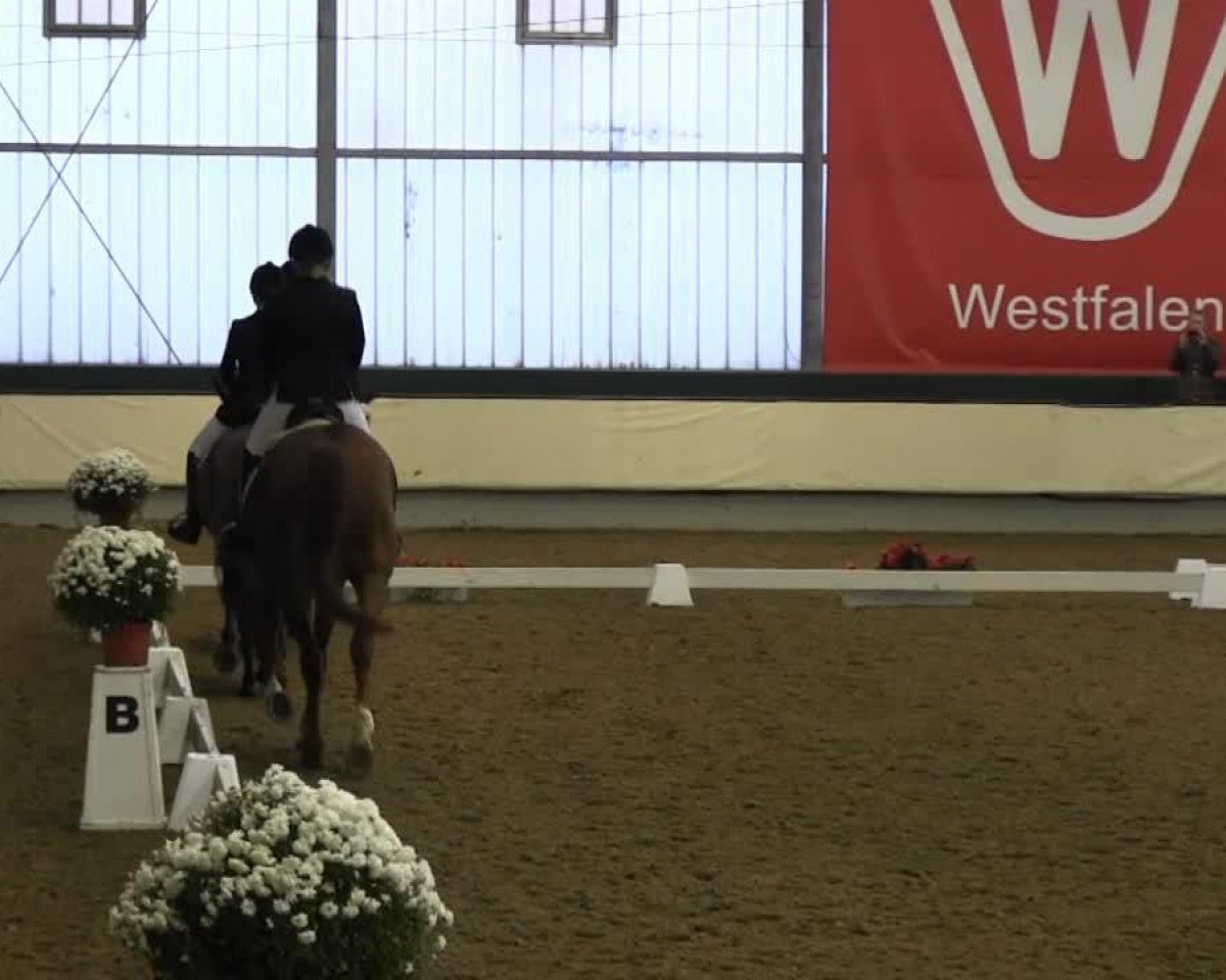 dressage horse Fürstenprinz (Westphalian, 2006, from Fürst Piccolo)