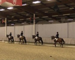 dressage horse Hugerlandshofs Chap (Westphalian, 2005, from Co-Pilot)