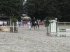 dressage horse Husar 151 (Westphalian, 2004, from Harry)