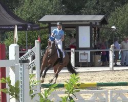 dressage horse Rubicon Run Shaw (Westphalian, 2002, from Rolls Royce)