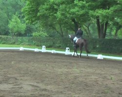 dressage horse Diamond's Darling (Westphalian, 2006, from Diamond Hit)