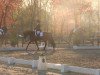 dressage horse Danseur de la nuit (Westphalian, 2006, from Dancing Dynamite)