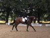 dressage horse Diabolo (Westphalian, 2006, from Dancing Dynamite)