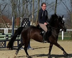 broodmare Beauty Girl (German Riding Pony, 2006, from Bavarottie)