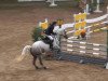 jumper Kalla (Little German Riding Horse, 2005, from Kaiserwind)