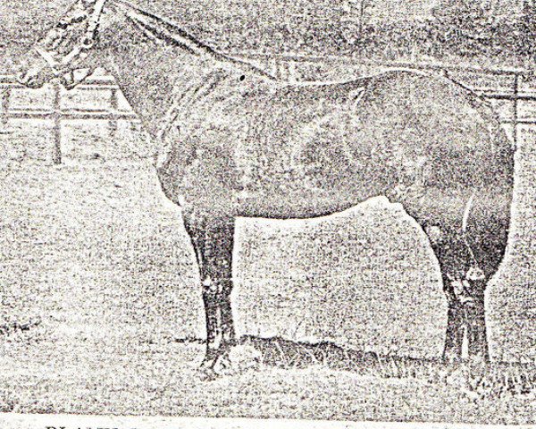 stallion Blank xx (Thoroughbred, 1931, from Foxlaw xx)