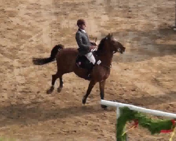 jumper Djego 27 (German Riding Pony, 2000)