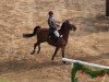 jumper Djego 27 (German Riding Pony, 2000)