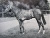 stallion Meadow Mist xx (Thoroughbred, 1946, from Panorama xx)