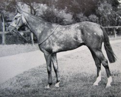 stallion Meadow Mist xx (Thoroughbred, 1946, from Panorama xx)