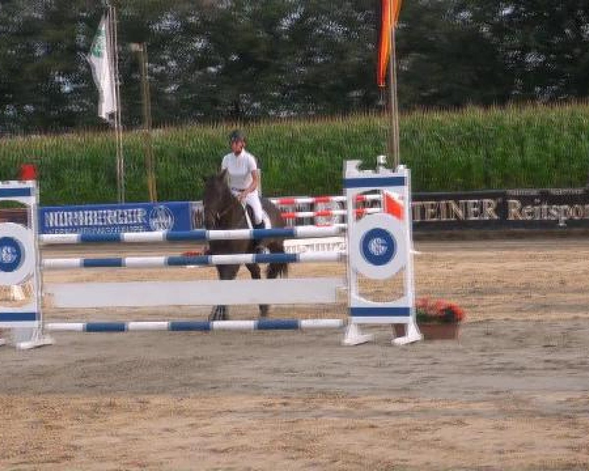 Springpferd Quinto 32 (Sachsen-Anhaltiner, 2002, von Quintero)