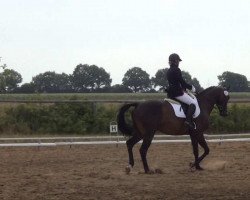 jumper Bullvey (German Sport Horse, 2006, from Betel xx)