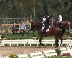 dressage horse Leandro 142 (German Warmblood, 2003, from Long Island)