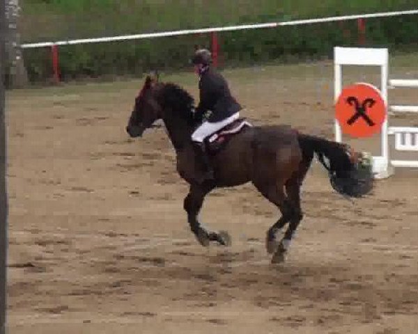 broodmare Cora (German Sport Horse, 2005, from Corvalon)