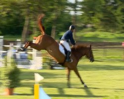 jumper Romina 388 (German Sport Horse, 2003, from Kaiserwind)