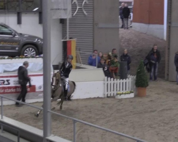 jumper Checkmate Junior WE (German Riding Pony, 2002, from Constantin)
