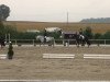 dressage horse Vallerie 9 (German Riding Pony, 2003, from Van Veen)