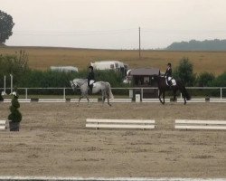 dressage horse Vallerie 9 (German Riding Pony, 2003, from Van Veen)