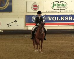 dressage horse Chandon 5 (German Riding Pony, 2001, from Champagner W)