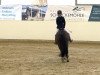 dressage horse Ability (German Riding Pony, 2005, from Alibi)